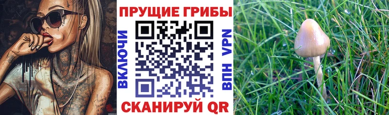 МЕГА ссылка  shop наркотические препараты  Галлюциногенные грибы мухоморы  Камешково 